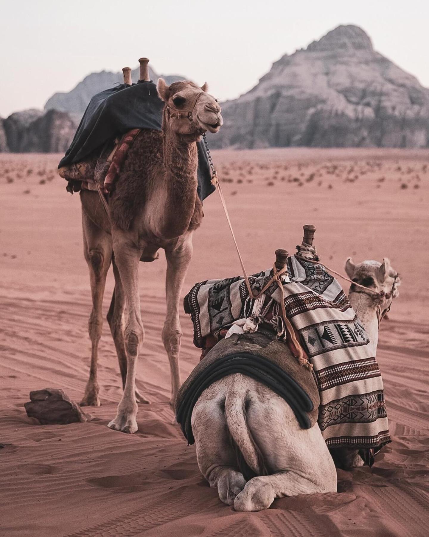 Flower Life Camp Wadi Rum Exteriör bild