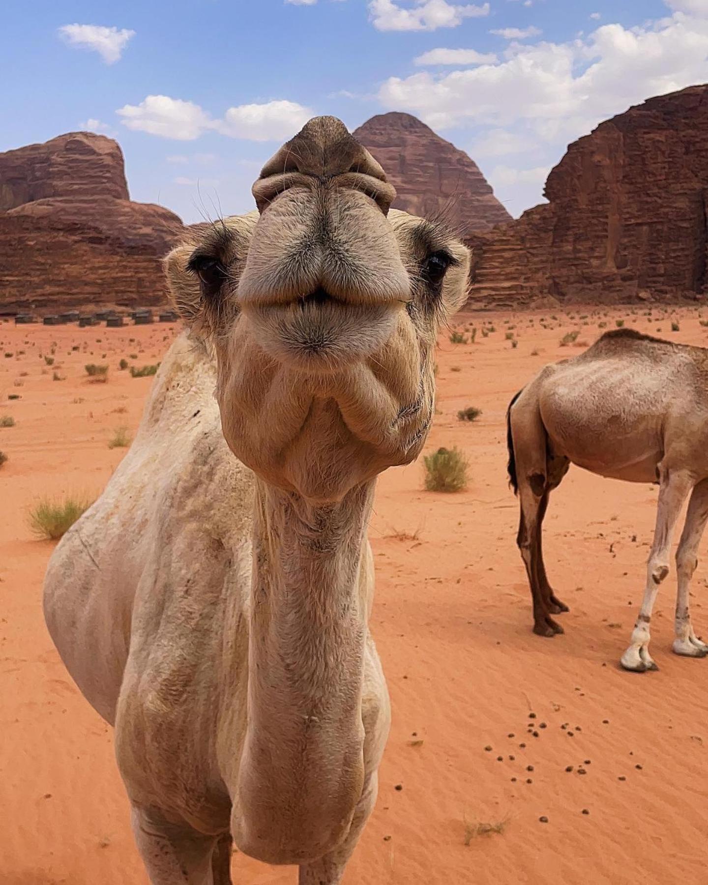 Flower Life Camp Wadi Rum Exteriör bild